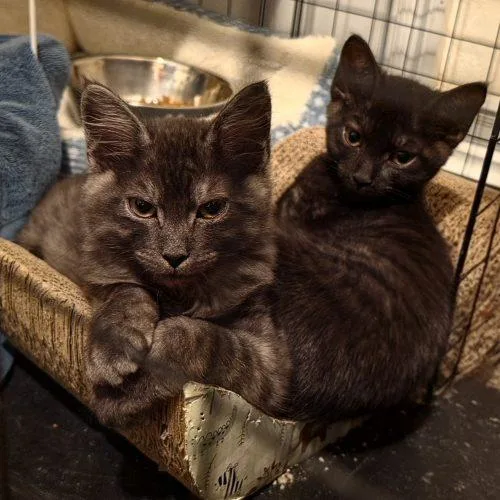 A baby small-sized female Black Domestic Short Hair cat named Lyra for adoption in Edmond, OK
