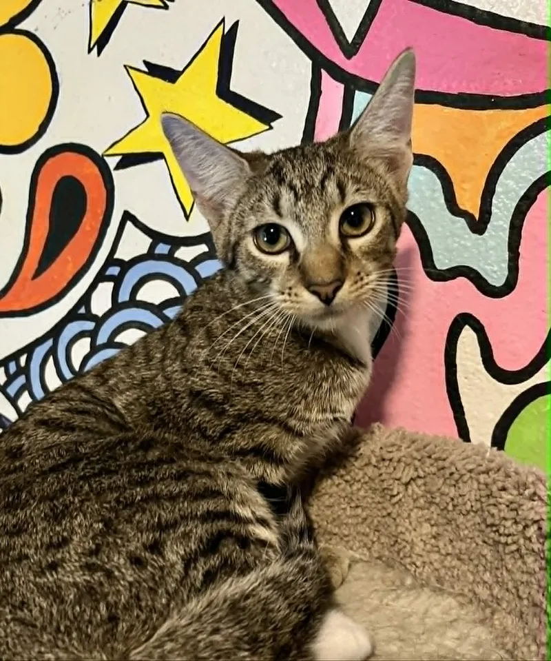 A baby medium-sized female Tabby (Gray / Blue / Silver) Tabby cat named Roxie for adoption in Gulfport, MS