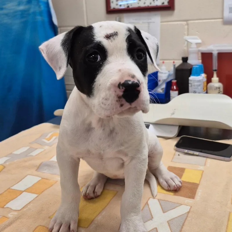 A baby small-sized female White / Cream Mixed Breed dog named Violet for adoption in Lake Panasoffkee, FL