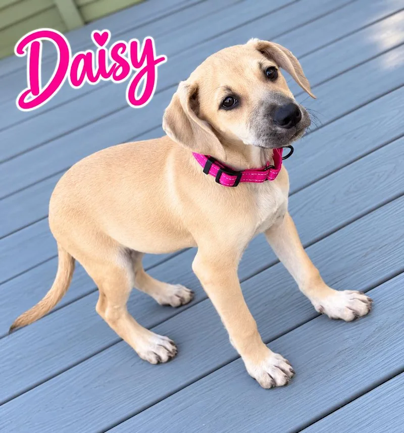 A baby medium-sized female Black Mouth Cur dog named Daisy for adoption in West Des Moines, IA