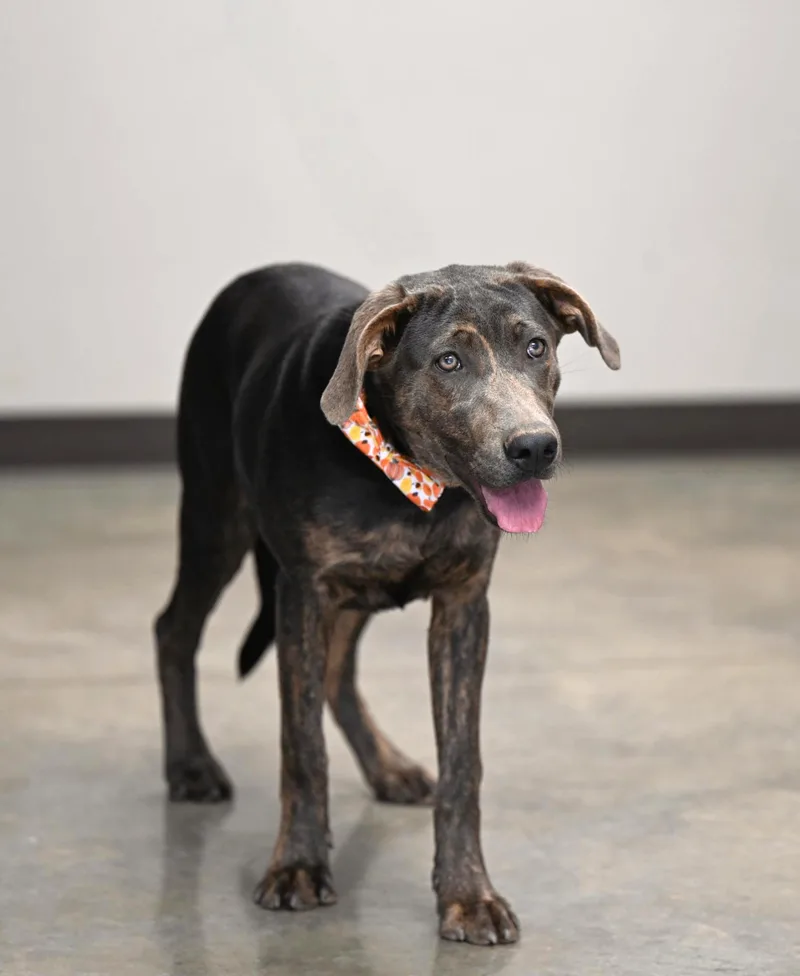 A young medium-sized female Brindle German Shepherd Dog named Maggie for adoption in Hot Springs, AR