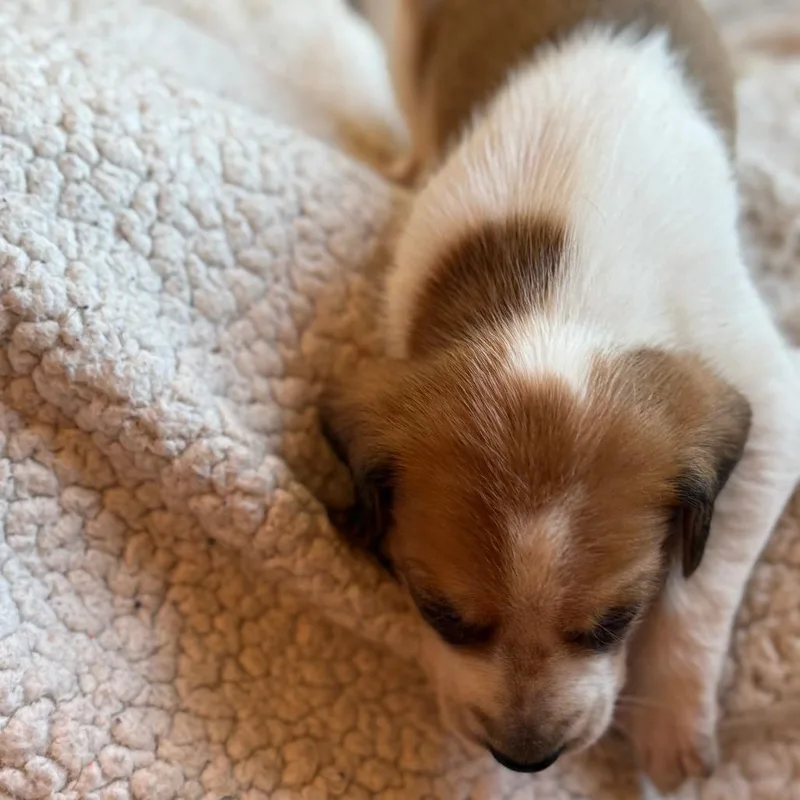 Viscount Anthony Bridgerton