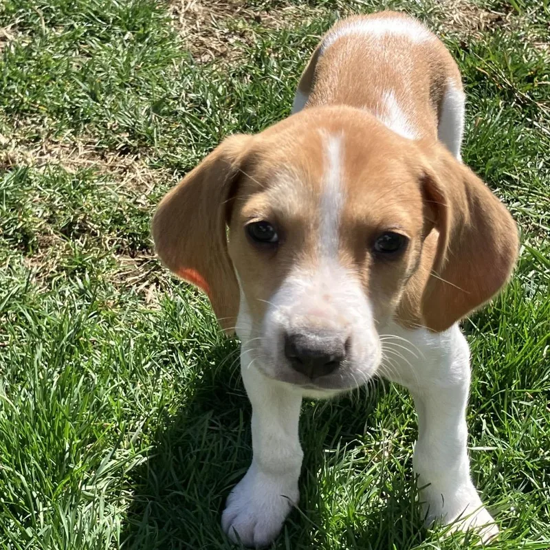 Viscount Anthony Bridgerton thumbnail 2