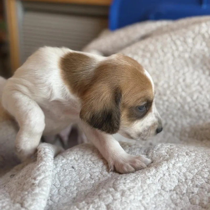 Viscount Anthony Bridgerton thumbnail 3