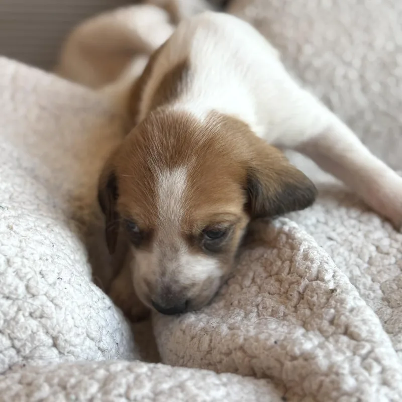 Viscount Anthony Bridgerton thumbnail 4