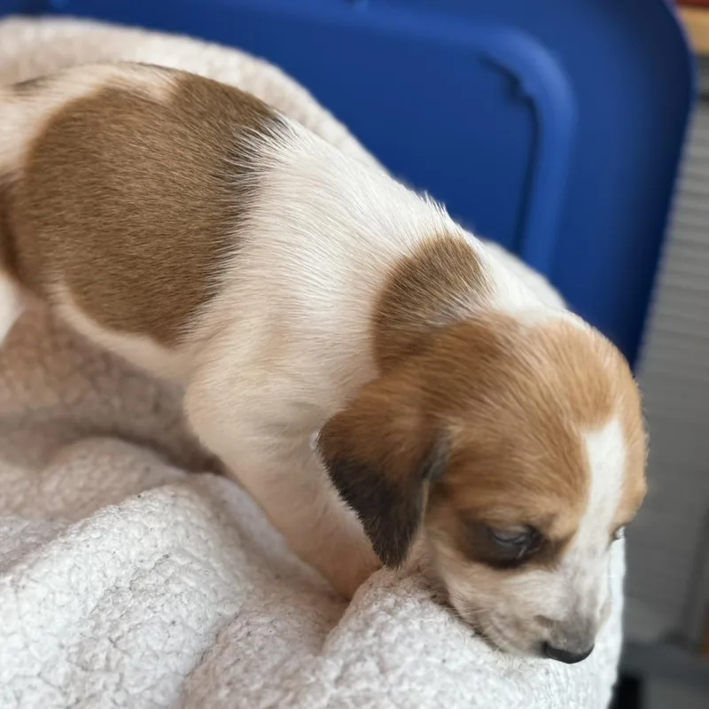 Viscount Anthony Bridgerton thumbnail 5