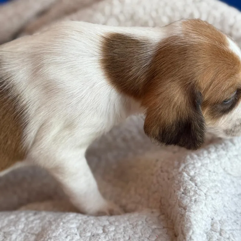 Viscount Anthony Bridgerton thumbnail 6