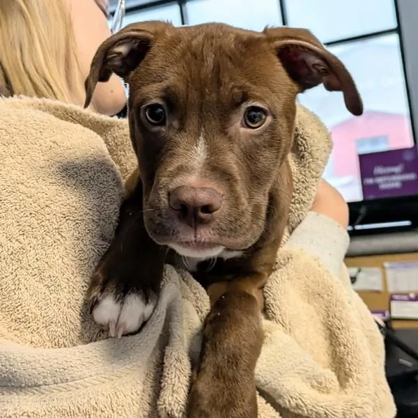 A baby small-sized male Terrier dog named Rusty for adoption in Des Moines, IA