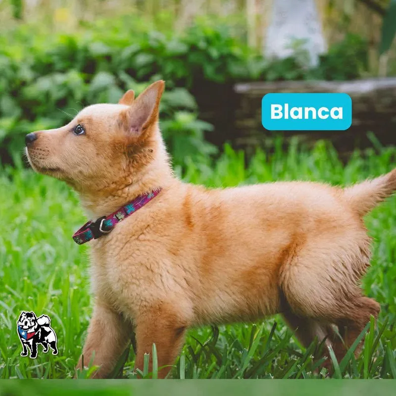 A baby medium-sized female Chow Chow dog named Blanca for adoption in Houston, TX