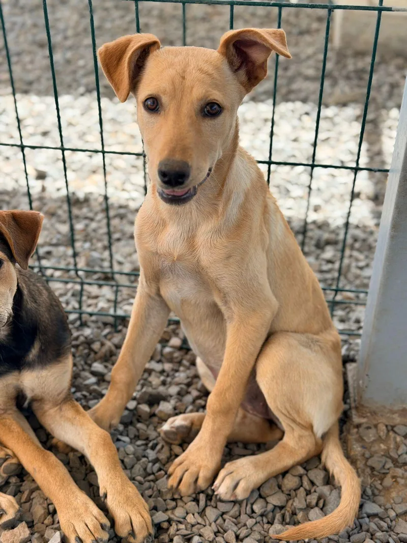 A baby medium-sized female Yellow / Tan / Blond / Fawn Yellow Labrador Retriever dog named Caramel for adoption in Manvel, TX