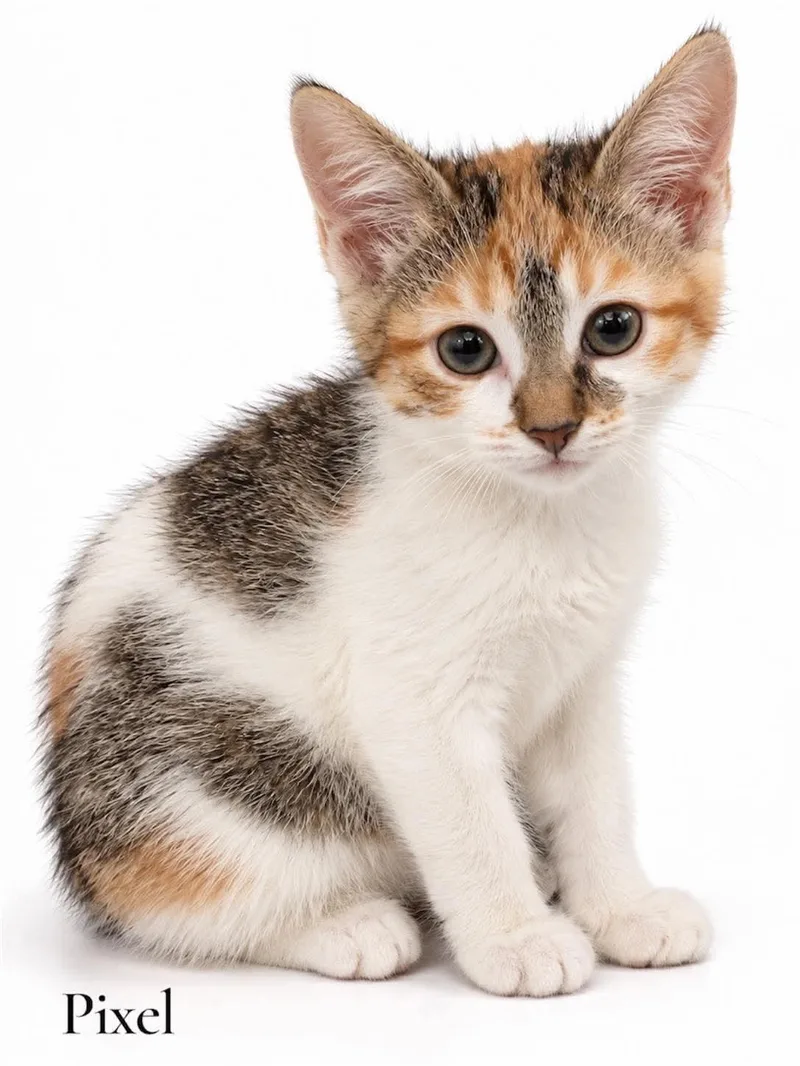A baby medium-sized female Calico Domestic Short Hair cat named Pixel for adoption in Stevensville, MI