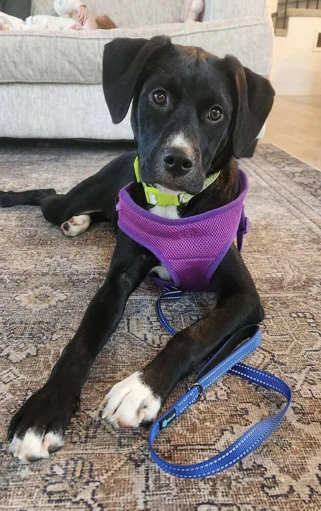 A baby large-sized female Tricolor (Brown, Black, & White) Mixed Breed dog named Candy for adoption in Lansing, MI
