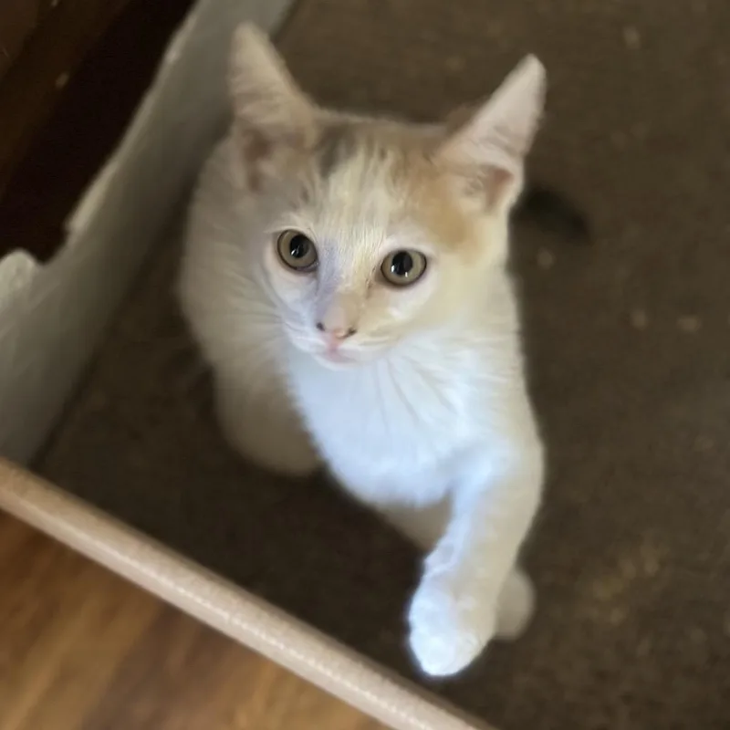 A baby small-sized female Calico Domestic Short Hair cat named Butterfly for adoption in Long Beach, CA