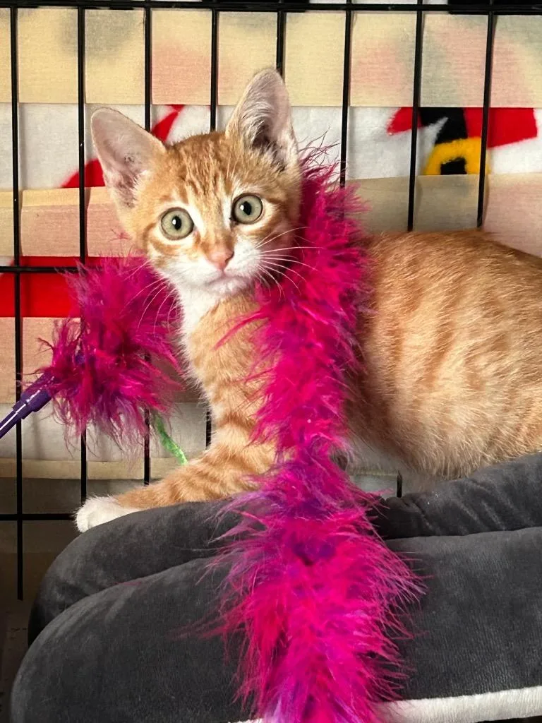 A baby small-sized male Domestic Short Hair cat named Ozzie for adoption in Ogden, UT