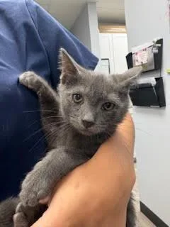 A young medium-sized male Gray / Blue / Silver Russian Blue cat named Alvin for adoption in Nashville, TN