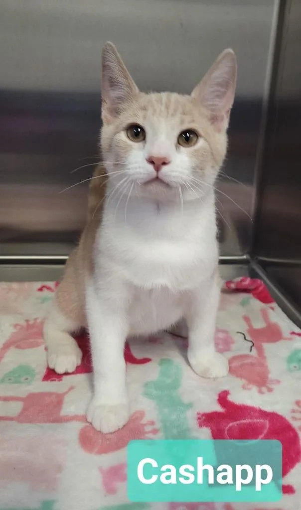 A baby medium-sized male Domestic Short Hair cat named Cash App for adoption in Richmond, IN