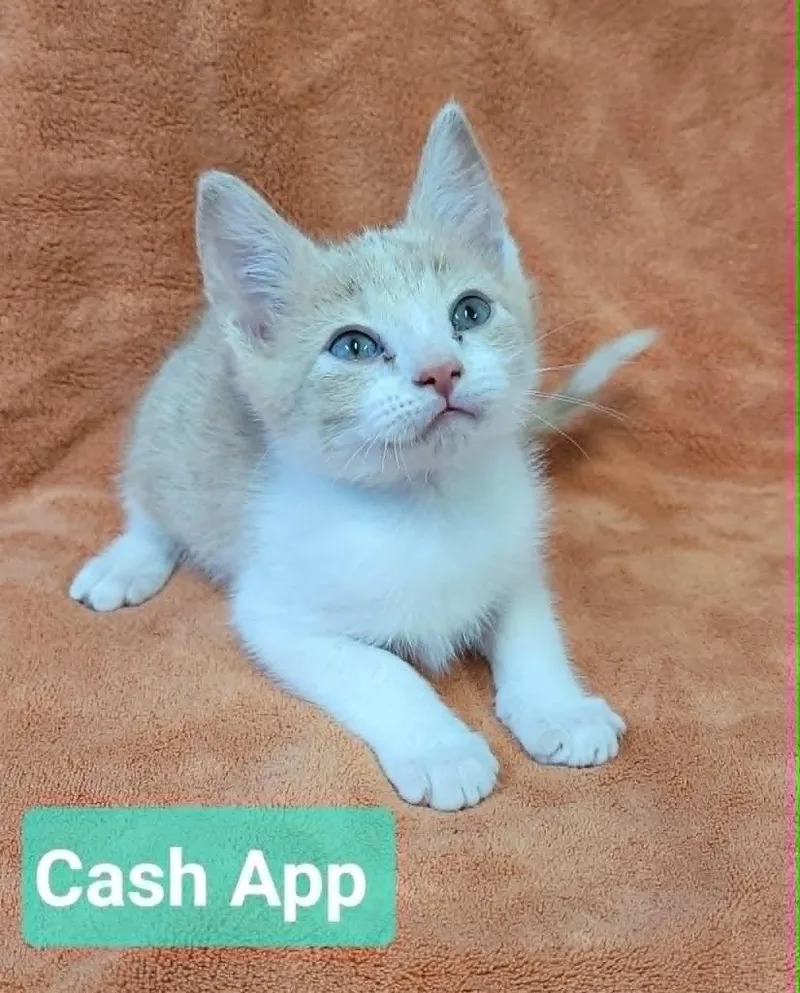 Cash App thumbnail 4