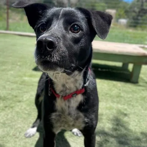 A young medium-sized female Australian Cattle Dog / Blue Heeler named Gisselle for adoption in Center Point, TX
