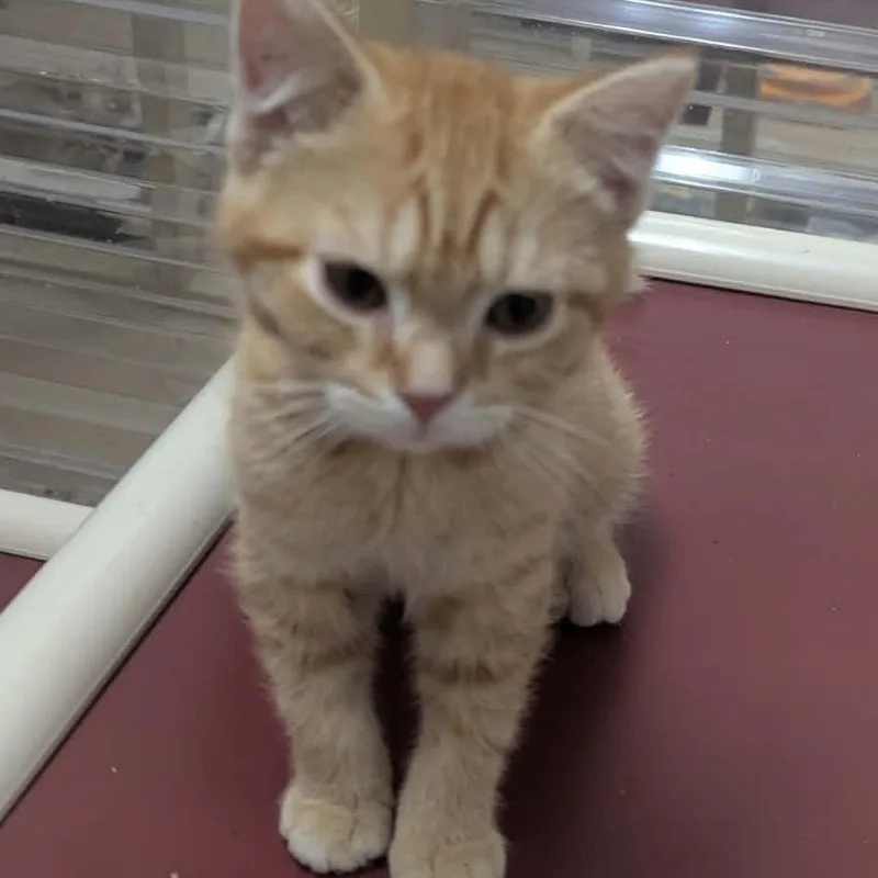 A baby medium-sized male Tabby (Orange / Red) Domestic Short Hair cat named Moses for adoption in Logan, OH