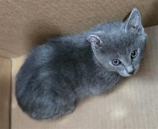 A baby medium-sized male Domestic Short Hair cat named Smokey for adoption in Dallas, TX