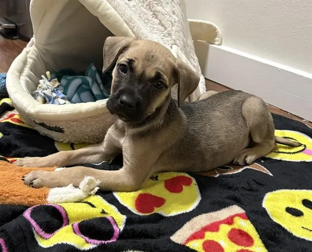 A baby small-sized female Black Mouth Cur dog named September for adoption in Olivette, MO