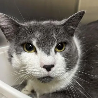 An adult extra large-sized female Domestic Short Hair cat named Parsnip for adoption in Charleston, SC