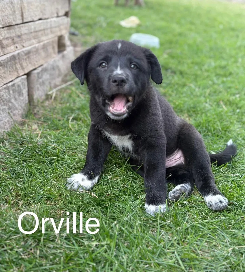 Orville