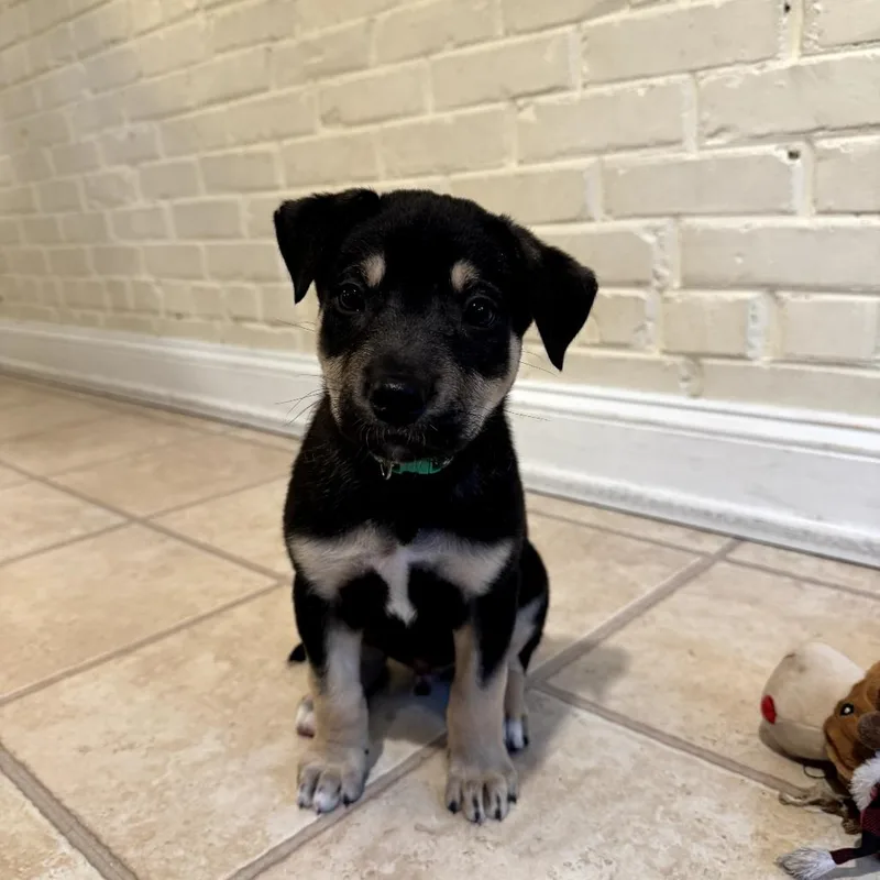 A baby medium-sized male Black German Shepherd Dog dog named Luke for adoption in Potomac, MD