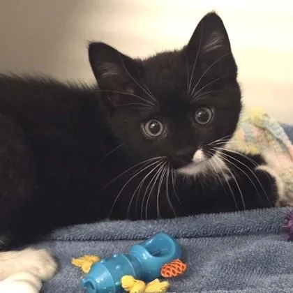 A baby small-sized male Domestic Short Hair cat named Sonny for adoption in Voorhees, NJ