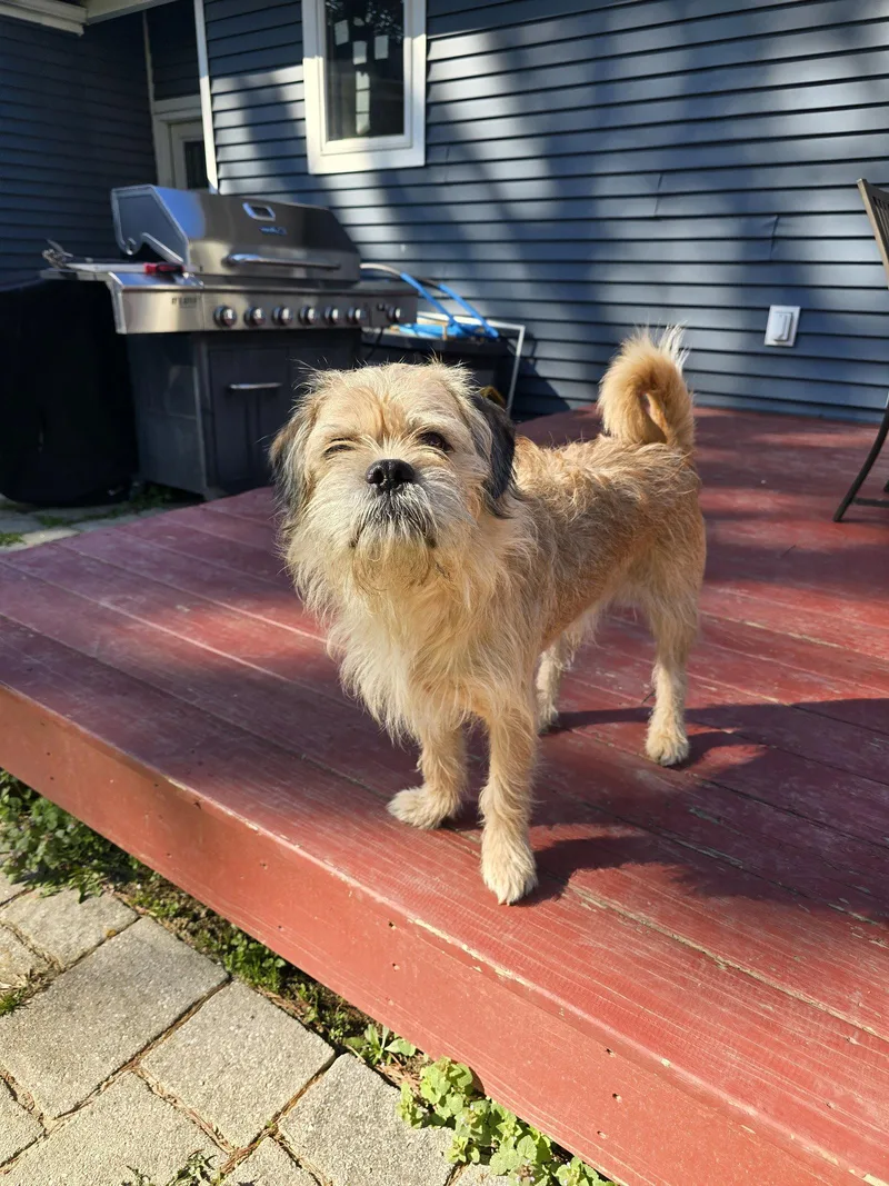 An adult medium-sized male Terrier dog named Marshmallow for adoption in Morganville, NJ