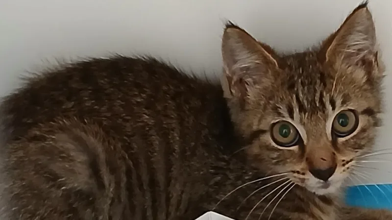 A baby small-sized male Domestic Short Hair cat named Chester for adoption in Greenfield, IN