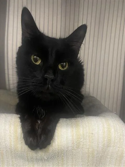 An adult medium-sized male Domestic Short Hair cat named Gregorio for adoption in Derwood, MD