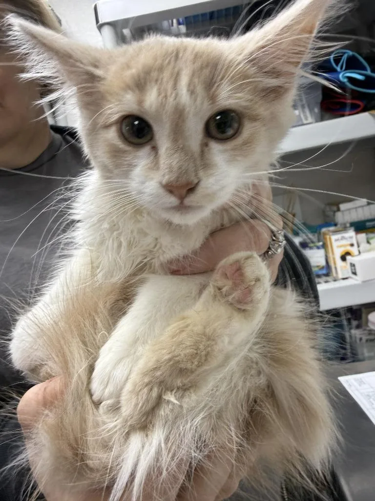 A baby medium-sized female Domestic Medium Hair cat named Cheese Puff for adoption in Pomona, NY