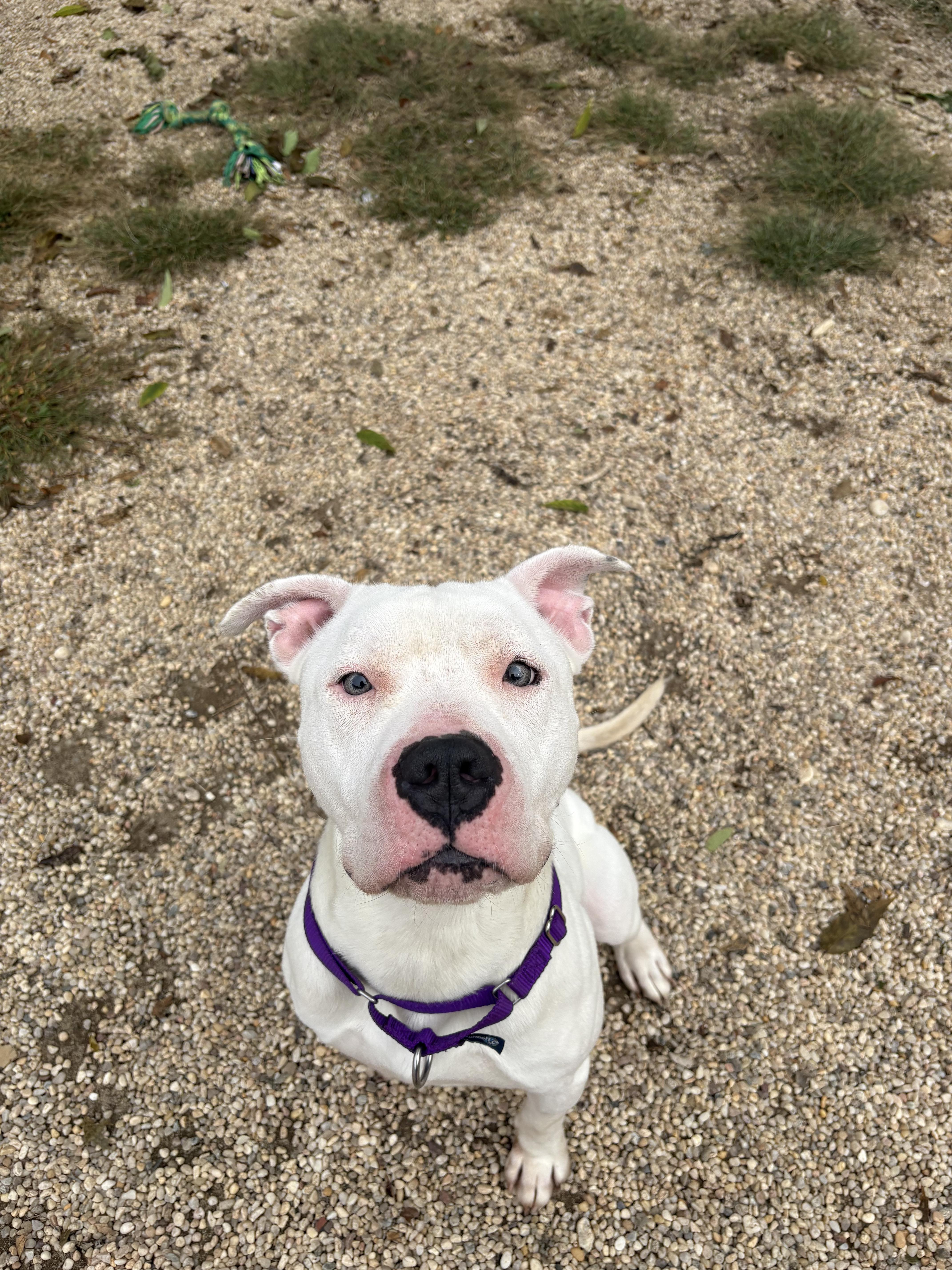 An adult medium-sized male White / Cream Pit Bull Terrier dog named Zucchini for adoption in Southold, NY