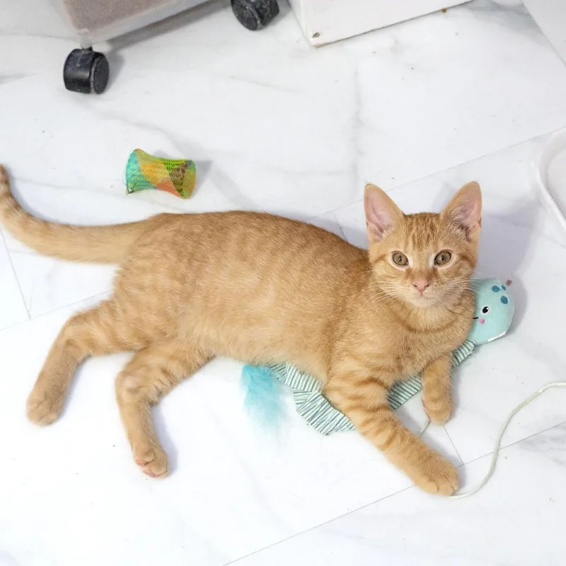 A baby small-sized male Domestic Short Hair cat named Cosmo for adoption in McKean, PA