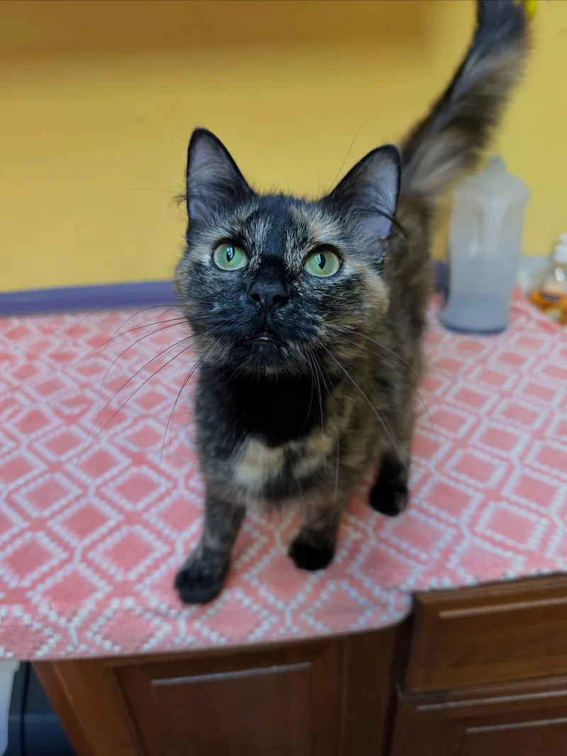 An adult medium-sized female Tortoiseshell cat named Delilah for adoption in McDonald, PA