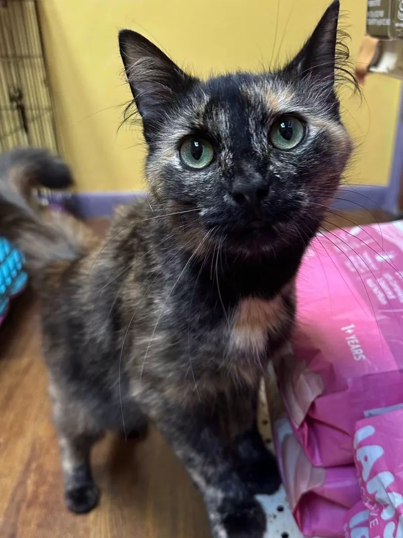 Delilah thumbnail 2