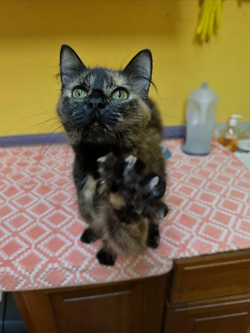 Delilah thumbnail 3