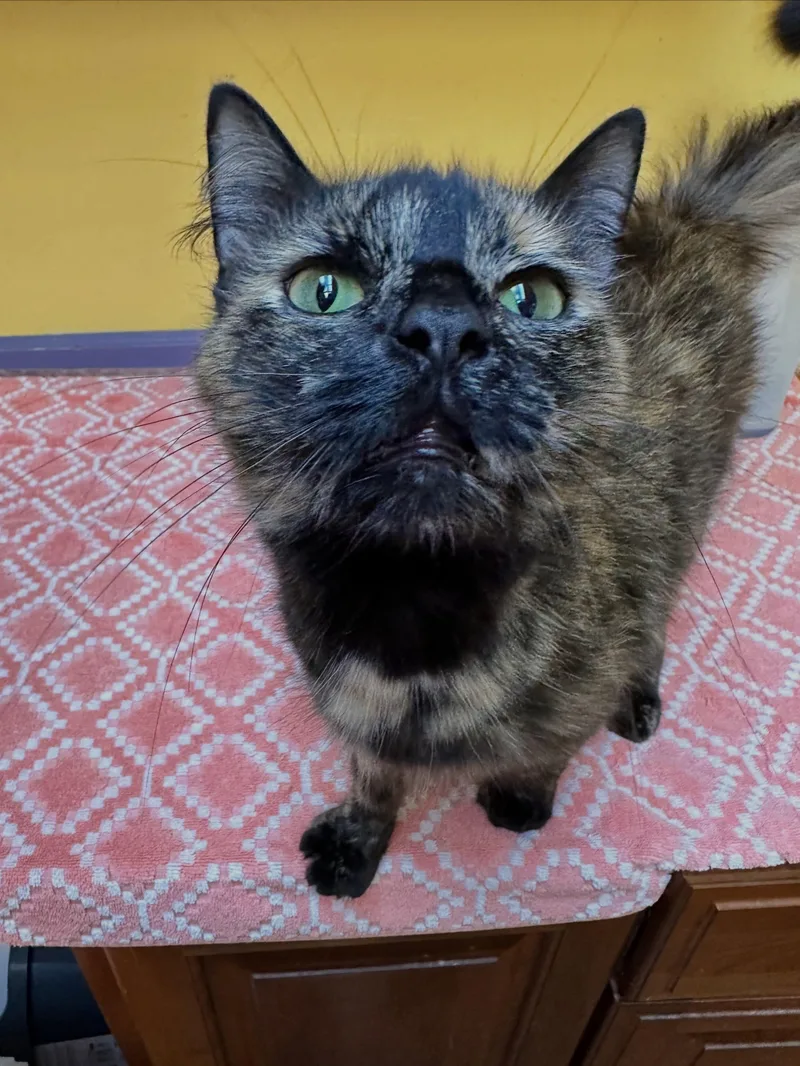 Delilah thumbnail 4