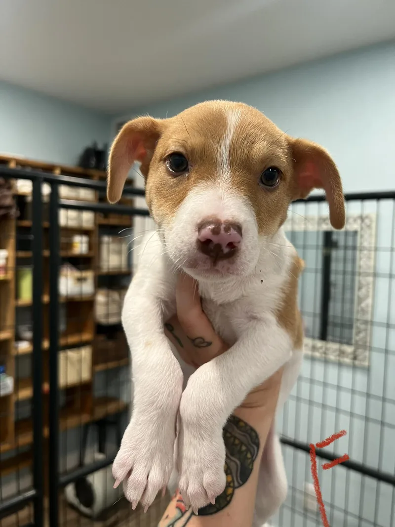 A baby medium-sized female Apricot / Beige Hound dog named Brie for adoption in San Antonio, TX