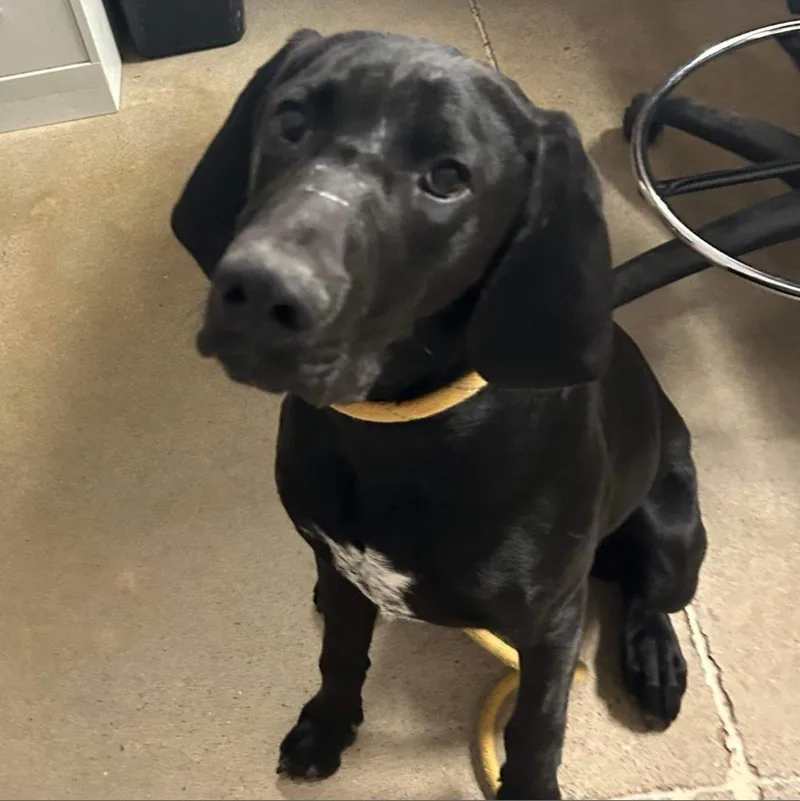 An adult large-sized male Black Hound dog named Rambo for adoption in Rocky Mount, VA
