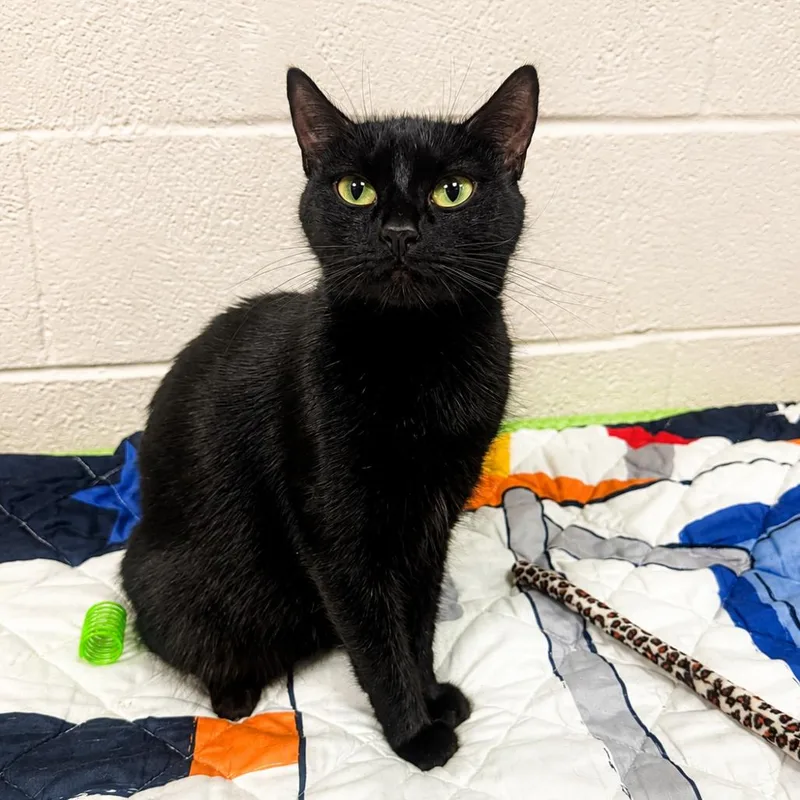 An adult small-sized female Black Domestic Short Hair cat named Perola for adoption in Hopkinton, MA
