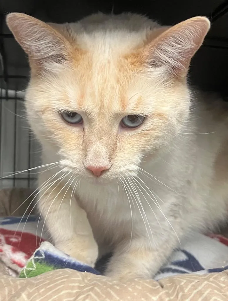 An adult medium-sized male Domestic Short Hair cat named Simba for adoption in Saginaw, MI