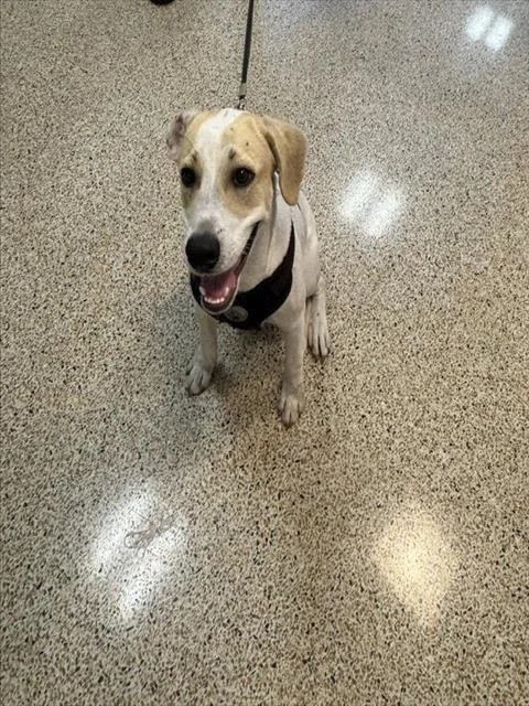 A young medium-sized male Terrier dog named Forrest for adoption in Miami, FL