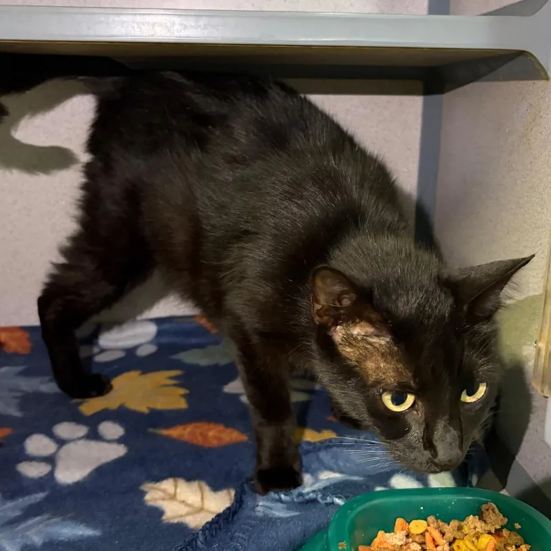 An adult medium-sized female Black Domestic Short Hair cat named Kira for adoption in Houston, TX