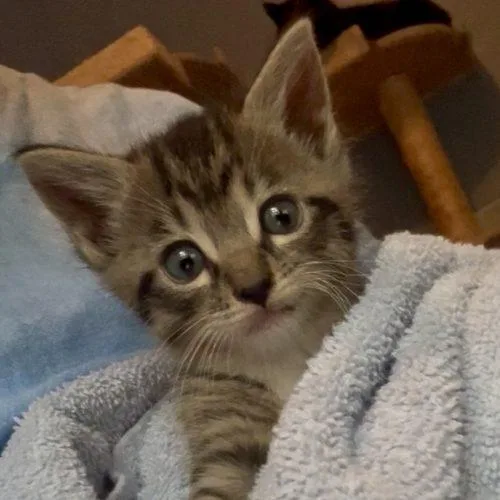 A baby small-sized male Tabby (Buff / Tan / Fawn) Domestic Short Hair cat named Briggs for adoption in Knoxville, TN