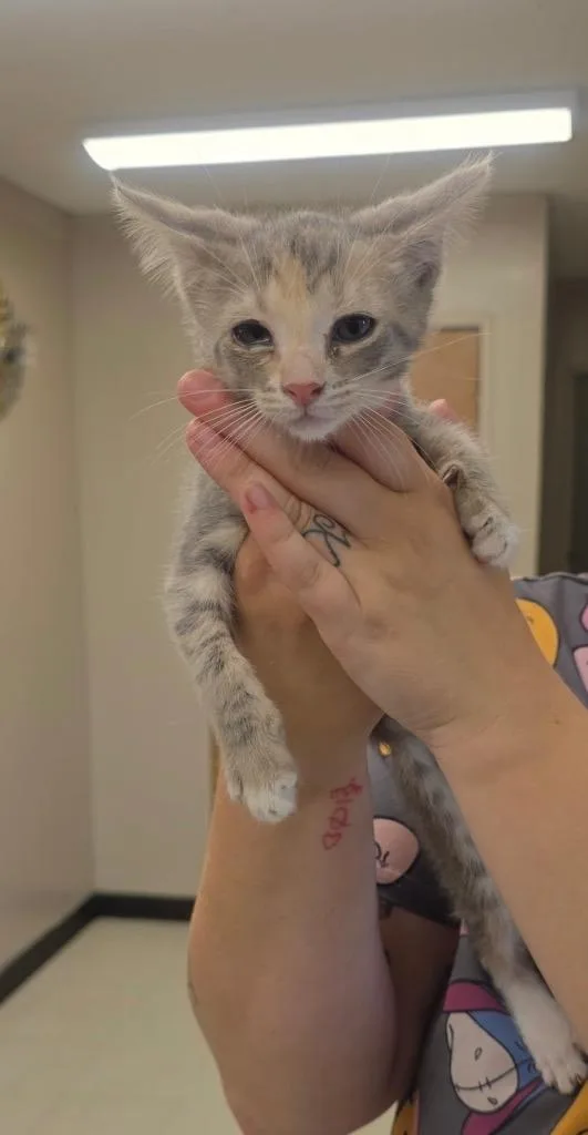 A baby small-sized female Domestic Short Hair cat named Lexie for adoption in Lavonia, GA