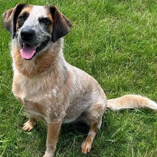 An adult medium-sized female Brown / Chocolate Mixed Breed dog named Oakley for adoption in Buffalo, MN