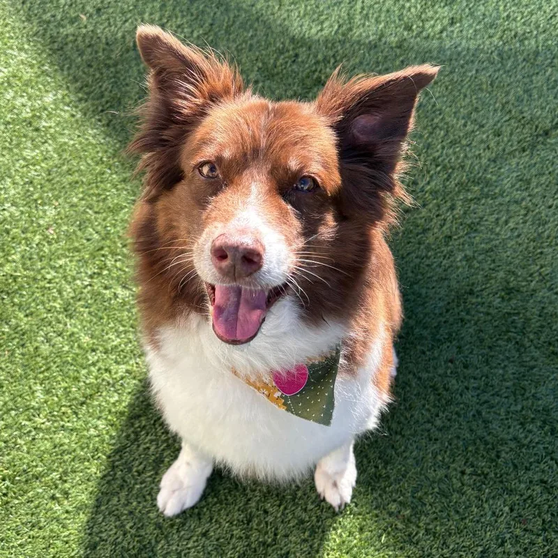 A senior medium-sized female Brown / Chocolate Border Collie dog named Ginger for adoption in Ottawa, KS
