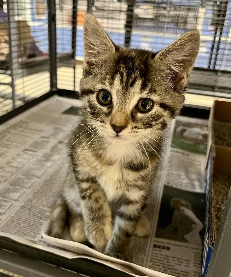 A baby medium-sized female Tabby (Brown / Chocolate) Domestic Short Hair cat named Little Bo Peep for adoption in Seville, OH